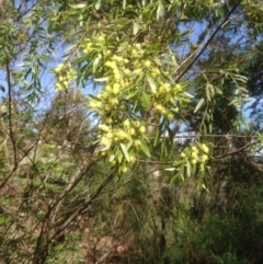 Acacia sp. at Hughes, ACT - 21 Sep 2020 12:56 PM