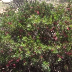 Grevillea juniperina (Grevillea) at Red Hill to Yarralumla Creek - 21 Sep 2020 by jennyt