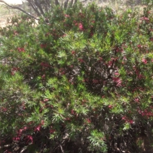 Grevillea juniperina at Hughes, ACT - 21 Sep 2020 12:52 PM