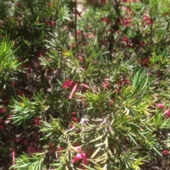 Grevillea juniperina at Hughes, ACT - 21 Sep 2020 12:52 PM