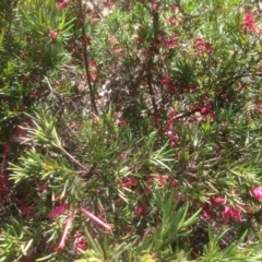 Grevillea juniperina at Hughes, ACT - 21 Sep 2020