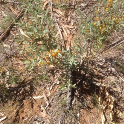 Daviesia mimosoides (Bitter Pea) at Hughes, ACT - 21 Sep 2020 by jennyt