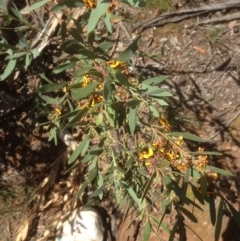 Daviesia mimosoides at Hughes, ACT - 21 Sep 2020