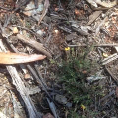 Bossiaea buxifolia (Matted Bossiaea) at Hughes Grassy Woodland - 21 Sep 2020 by jennyt