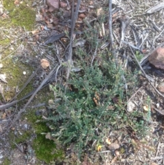 Bossiaea buxifolia at Hughes, ACT - 21 Sep 2020