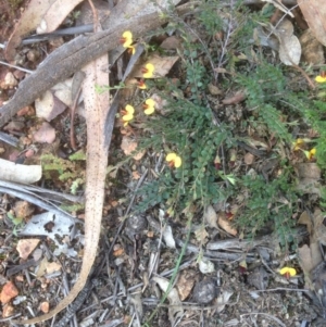 Bossiaea buxifolia at Hughes, ACT - 21 Sep 2020