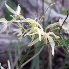 Clematis leptophylla (Small-leaf Clematis, Old Man's Beard) at Flea Bog Flat, Bruce - 21 Sep 2020 by tpreston