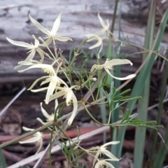 Clematis leptophylla at Bruce, ACT - 21 Sep 2020