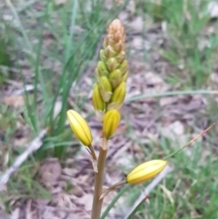 Bulbine bulbosa (Golden Lily, Bulbine Lily) at Bruce, ACT - 21 Sep 2020 by tpreston