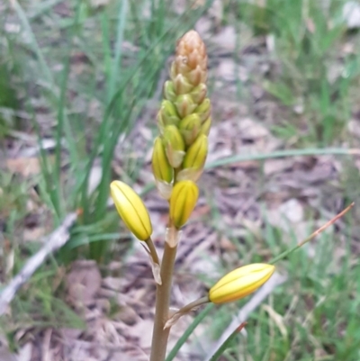 Bulbine bulbosa (Golden Lily) at Flea Bog Flat, Bruce - 21 Sep 2020 by tpreston