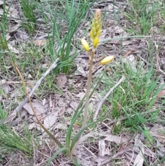 Bulbine bulbosa at Bruce, ACT - 21 Sep 2020 05:00 PM