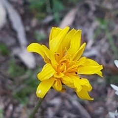 Microseris walteri (Yam Daisy, Murnong) at Flea Bog Flat, Bruce - 21 Sep 2020 by tpreston