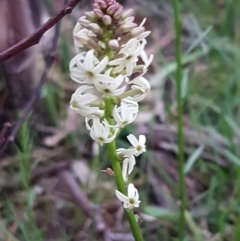 Stackhousia monogyna (Creamy Candles) at Bruce, ACT - 21 Sep 2020 by trevorpreston