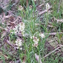 Stackhousia monogyna at Bruce, ACT - 21 Sep 2020