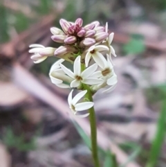 Stackhousia monogyna at Bruce, ACT - 21 Sep 2020