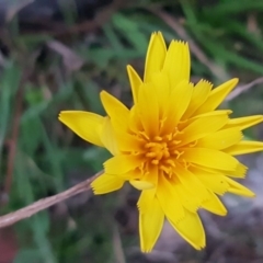 Microseris walteri (Yam Daisy, Murnong) at Bruce, ACT - 21 Sep 2020 by tpreston