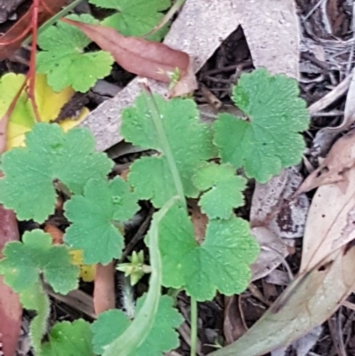 Hydrocotyle laxiflora (Stinking Pennywort) at Bruce, ACT - 21 Sep 2020 by trevorpreston