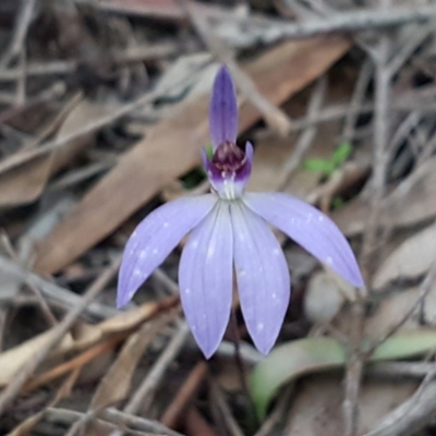 Cyanicula caerulea (Blue Fingers, Blue Fairies) at Bruce, ACT - 21 Sep 2020 by tpreston