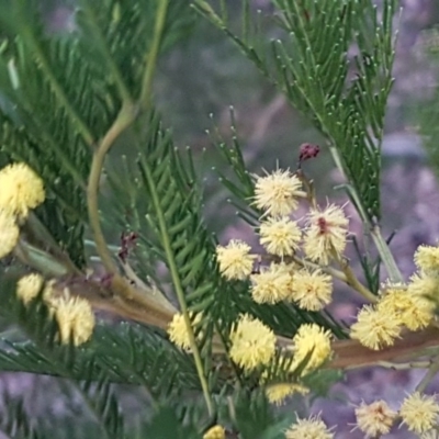 Acacia decurrens (Green Wattle) at Bruce, ACT - 21 Sep 2020 by trevorpreston