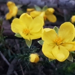 Hibbertia calycina (Lesser Guinea-flower) at Flea Bog Flat, Bruce - 21 Sep 2020 by tpreston