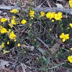 Hibbertia calycina at Bruce, ACT - 21 Sep 2020