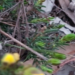 Hibbertia calycina at Bruce, ACT - 21 Sep 2020