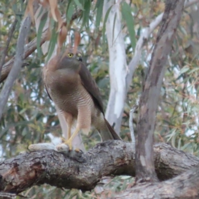 Oryctolagus cuniculus (European Rabbit) at Red Hill, ACT - 21 Sep 2020 by roymcd