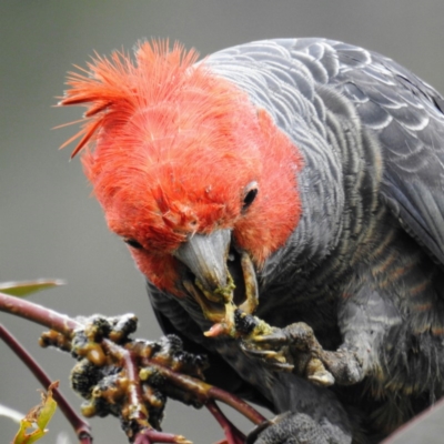 Callocephalon fimbriatum (Gang-gang Cockatoo) at Tuggeranong DC, ACT - 20 Sep 2020 by HelenCross