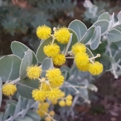 Acacia podalyriifolia (Queensland Silver Wattle) at Flea Bog Flat, Bruce - 21 Sep 2020 by tpreston