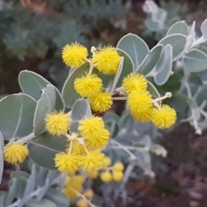 Acacia podalyriifolia at Bruce, ACT - 21 Sep 2020 05:10 PM