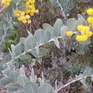 Acacia podalyriifolia at Bruce, ACT - 21 Sep 2020