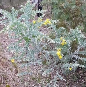 Acacia podalyriifolia at Bruce, ACT - 21 Sep 2020