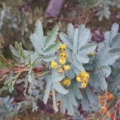 Acacia baileyana (Cootamundra Wattle, Golden Mimosa) at Bruce, ACT - 21 Sep 2020 by trevorpreston