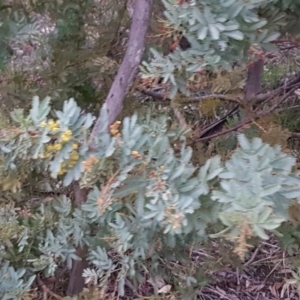 Acacia baileyana at Bruce, ACT - 21 Sep 2020 05:10 PM