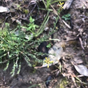 Pimelea curviflora var. sericea at Conder, ACT - 18 Aug 2020