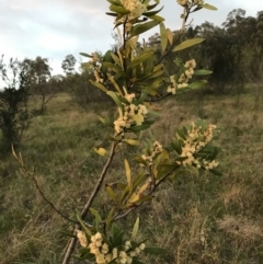 Acacia melanoxylon (Blackwood) at McQuoids Hill - 19 Sep 2020 by PeterR