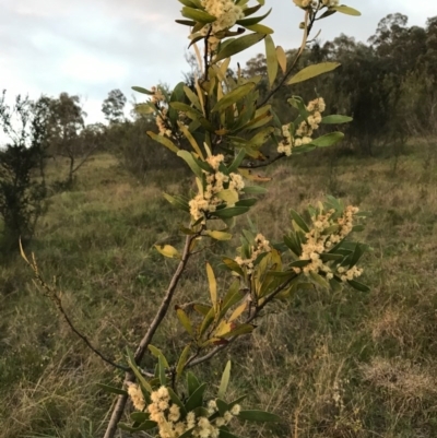 Acacia melanoxylon (Blackwood) at McQuoids Hill - 19 Sep 2020 by PeterR