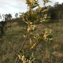 Acacia melanoxylon (Blackwood) at Kambah, ACT - 19 Sep 2020 by PeterR