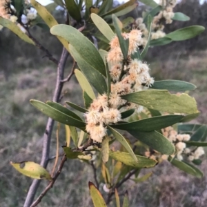 Acacia melanoxylon at Kambah, ACT - 19 Sep 2020