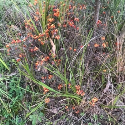 Dillwynia sp. at McQuoids Hill - 19 Sep 2020 by PeterR