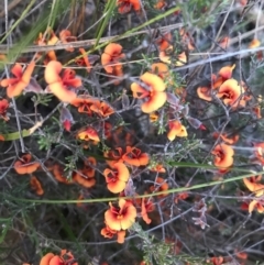 Dillwynia sp. at Kambah, ACT - 19 Sep 2020