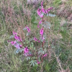 Indigofera australis subsp. australis (Australian Indigo) at McQuoids Hill - 19 Sep 2020 by PeterR