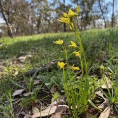 Diuris chryseopsis (Golden Moth) at Federal Golf Course - 21 Sep 2020 by LisaH