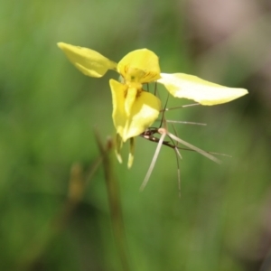 Diuris chryseopsis at Hughes, ACT - suppressed