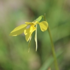 Diuris chryseopsis at Hughes, ACT - suppressed