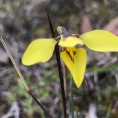 Diuris chryseopsis (Golden Moth) at Tuggeranong DC, ACT - 19 Sep 2020 by PeterR