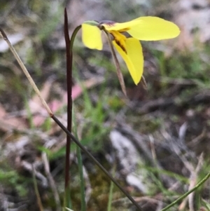 Diuris chryseopsis at Tuggeranong DC, ACT - suppressed