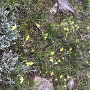 Diuris chryseopsis at Tuggeranong DC, ACT - suppressed