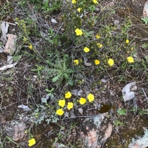 Hibbertia sp. at Tuggeranong DC, ACT - 19 Sep 2020