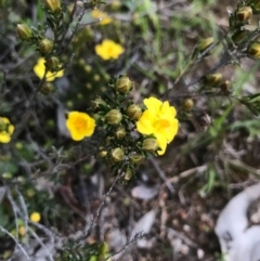 Hibbertia sp. at Tuggeranong DC, ACT - 19 Sep 2020 09:37 PM